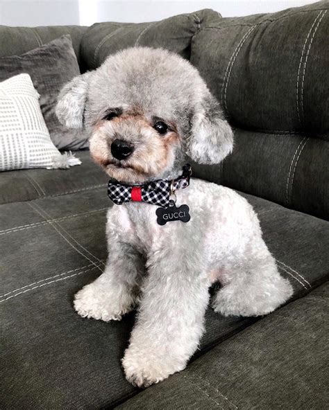 toy poodle teddy bear cut